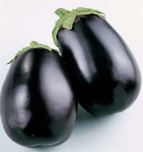 Black Beauty Eggplant seed Solanum melongena